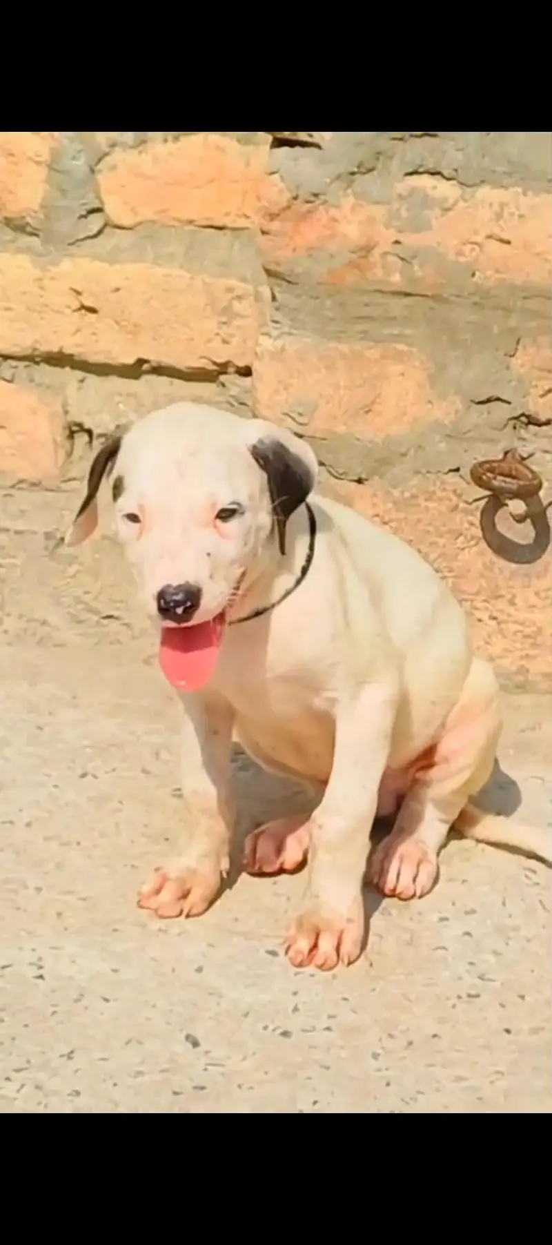 dog sale — photo 2