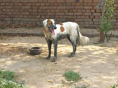 bakarwal gadii guard dog for sale