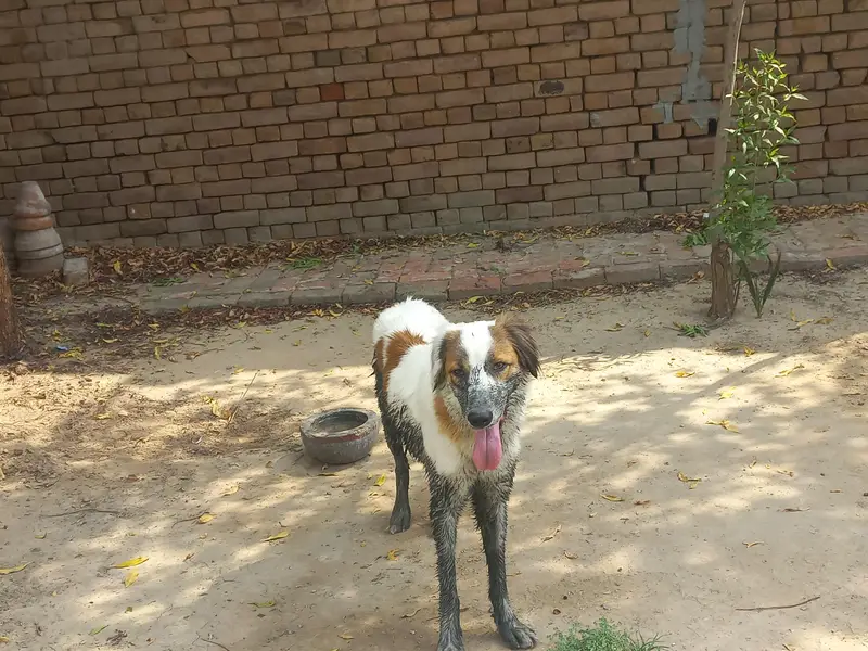 bakarwal gadii guard dog for sale — photo 2
