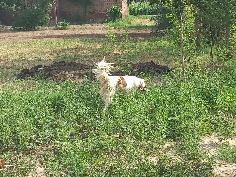 bakarwal gadii guard dog for sale — photo 3