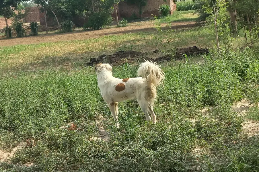 bakarwal gadii guard dog for sale — photo 4