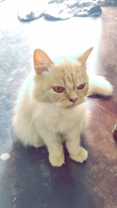 Female adullt cat