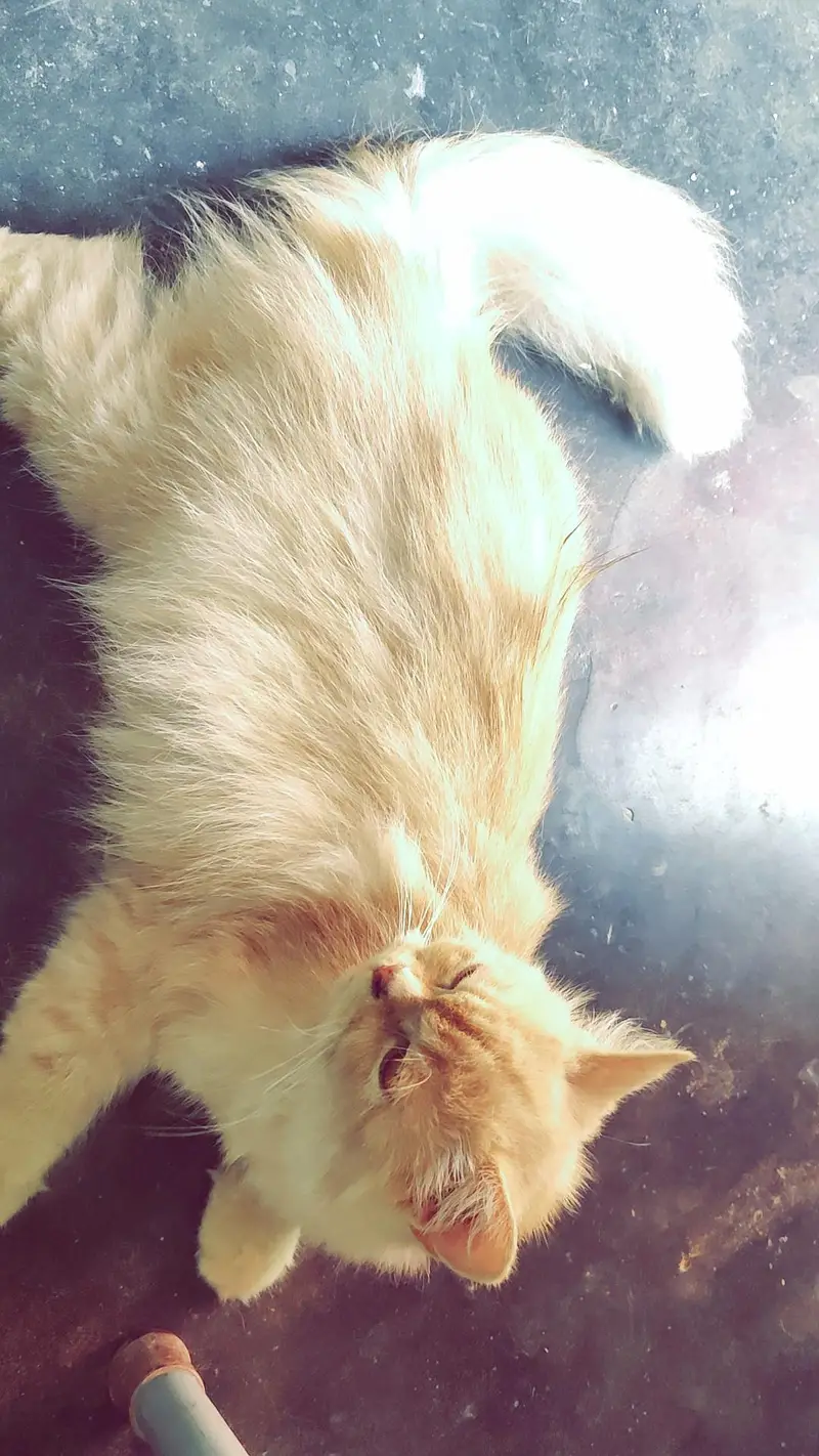 Female adullt cat — photo 2