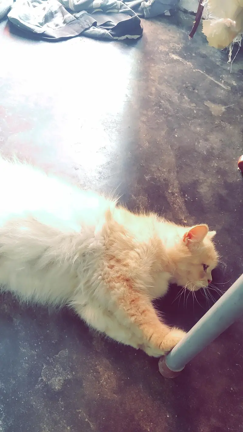 Female adullt cat — photo 3