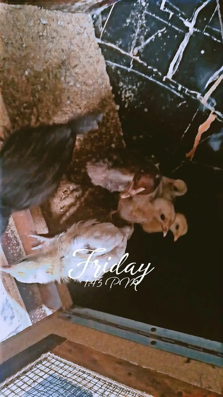 aseel — photo 2