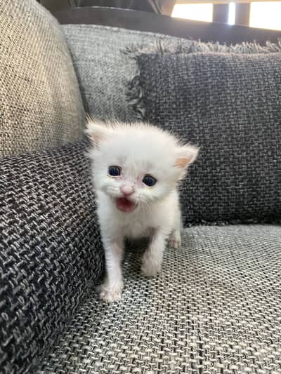 Persian cat