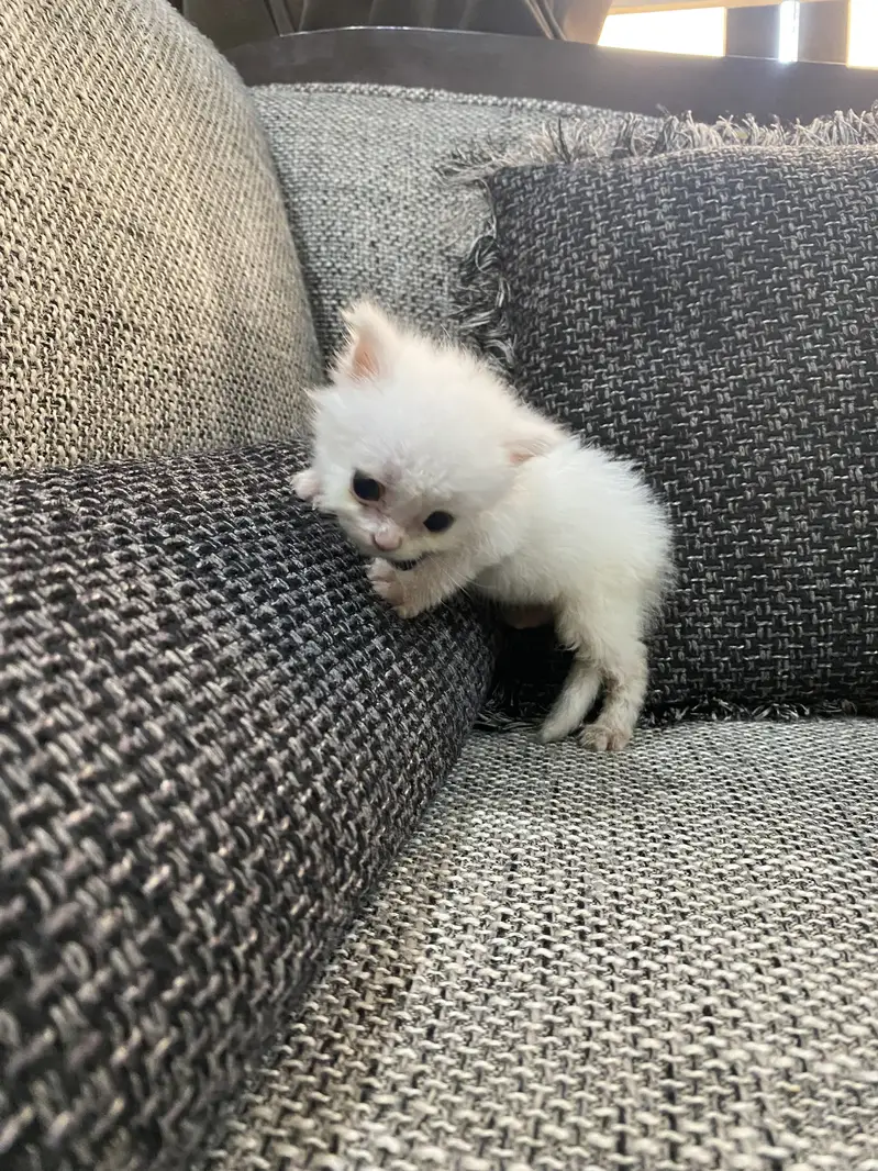 Persian cat — photo 2