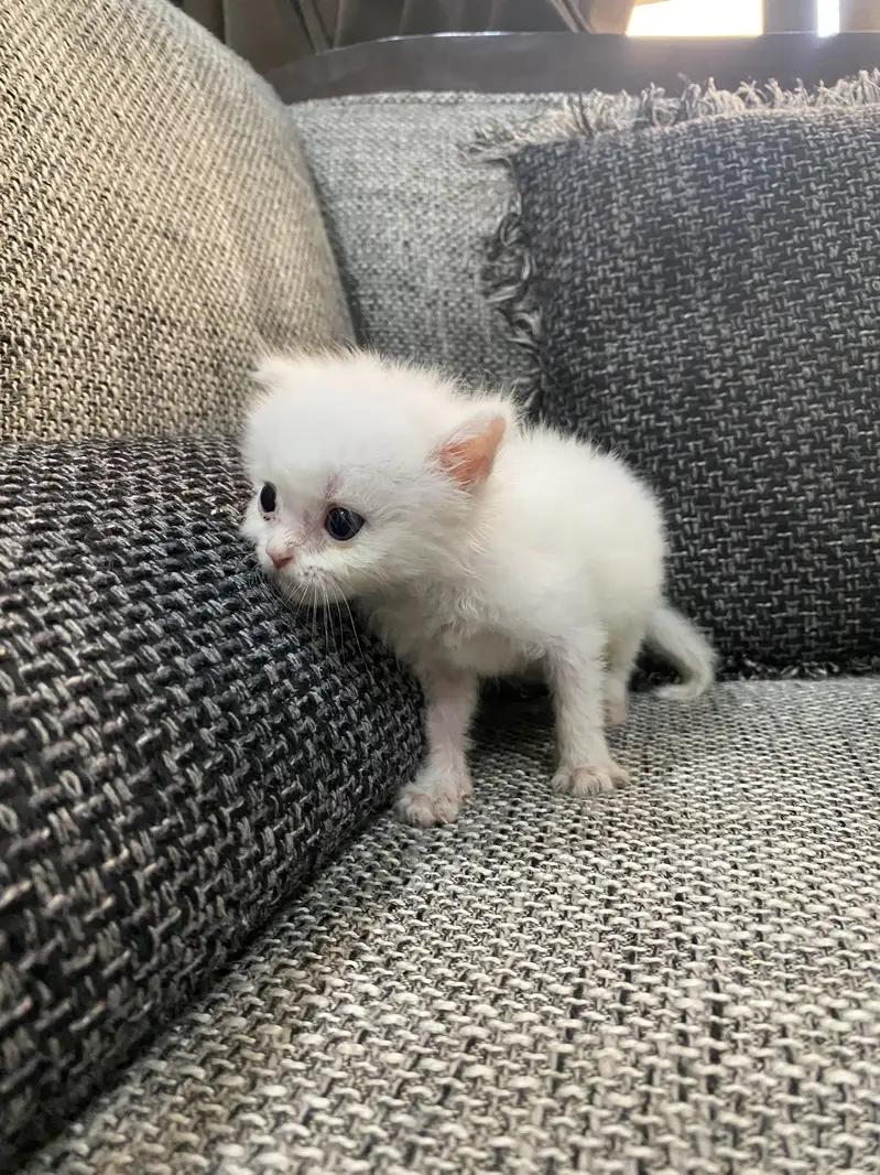 Persian cat — photo 3