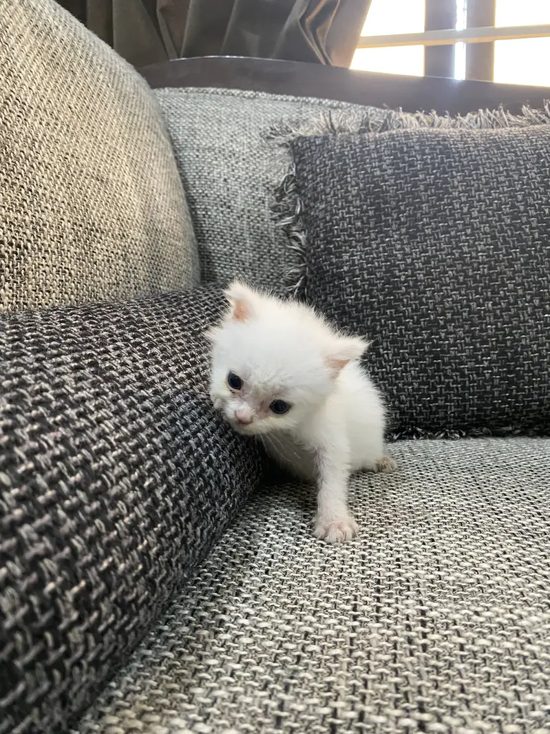 Persian cat — photo 4