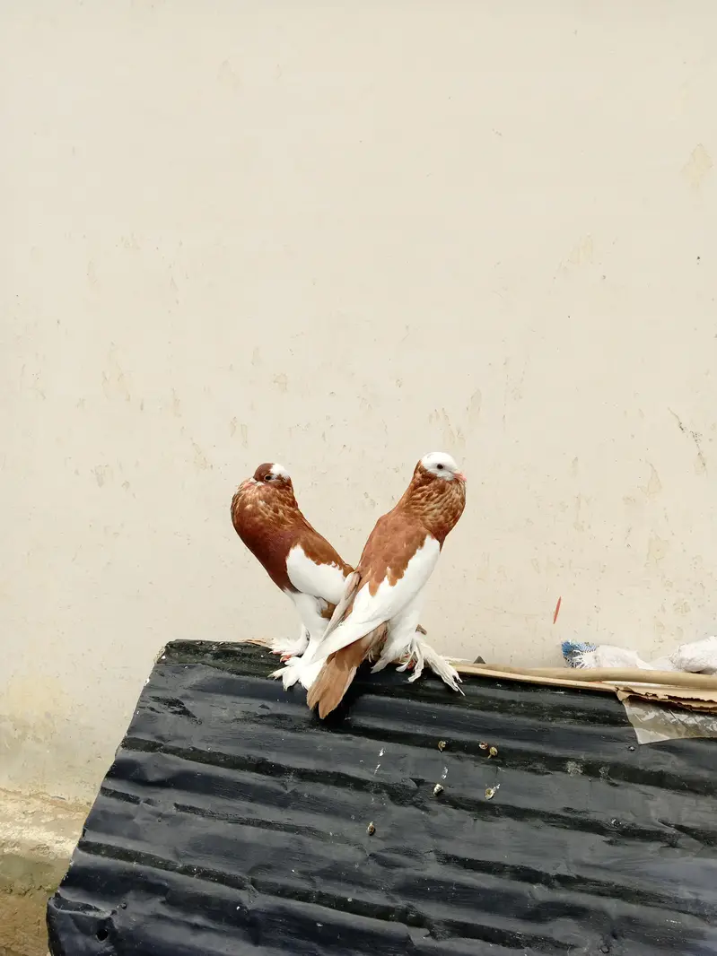 balloon pigion — photo 2