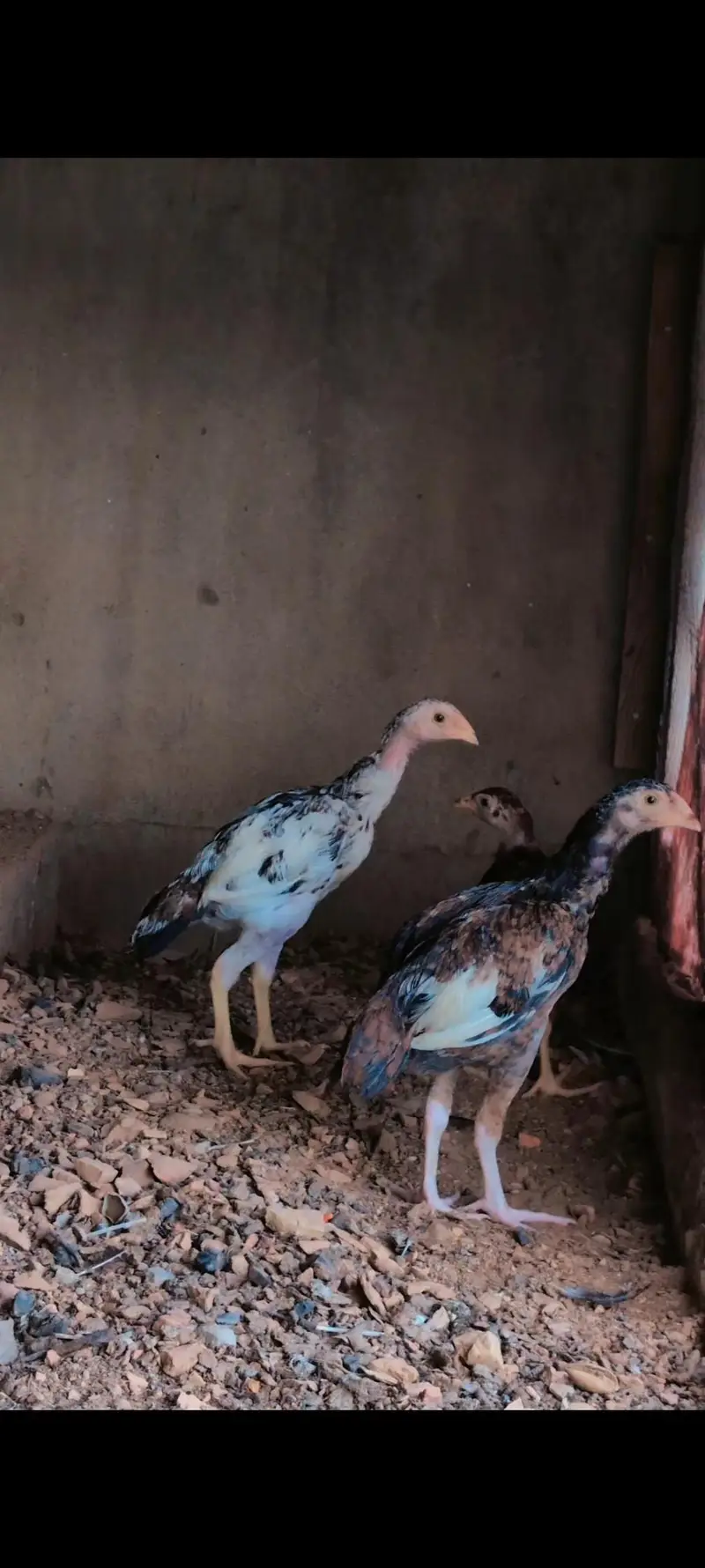 1 male and 2 female quality pathay available for sell wtp :3159640025 — photo 8