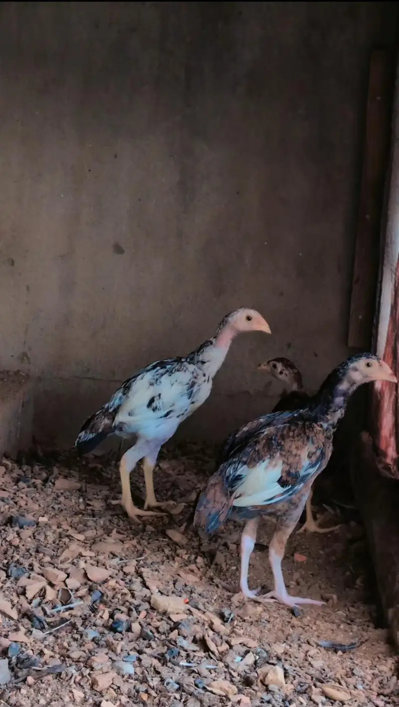 1 male and 2 female quality pathay available for sell wtp :3159640025 — photo 3