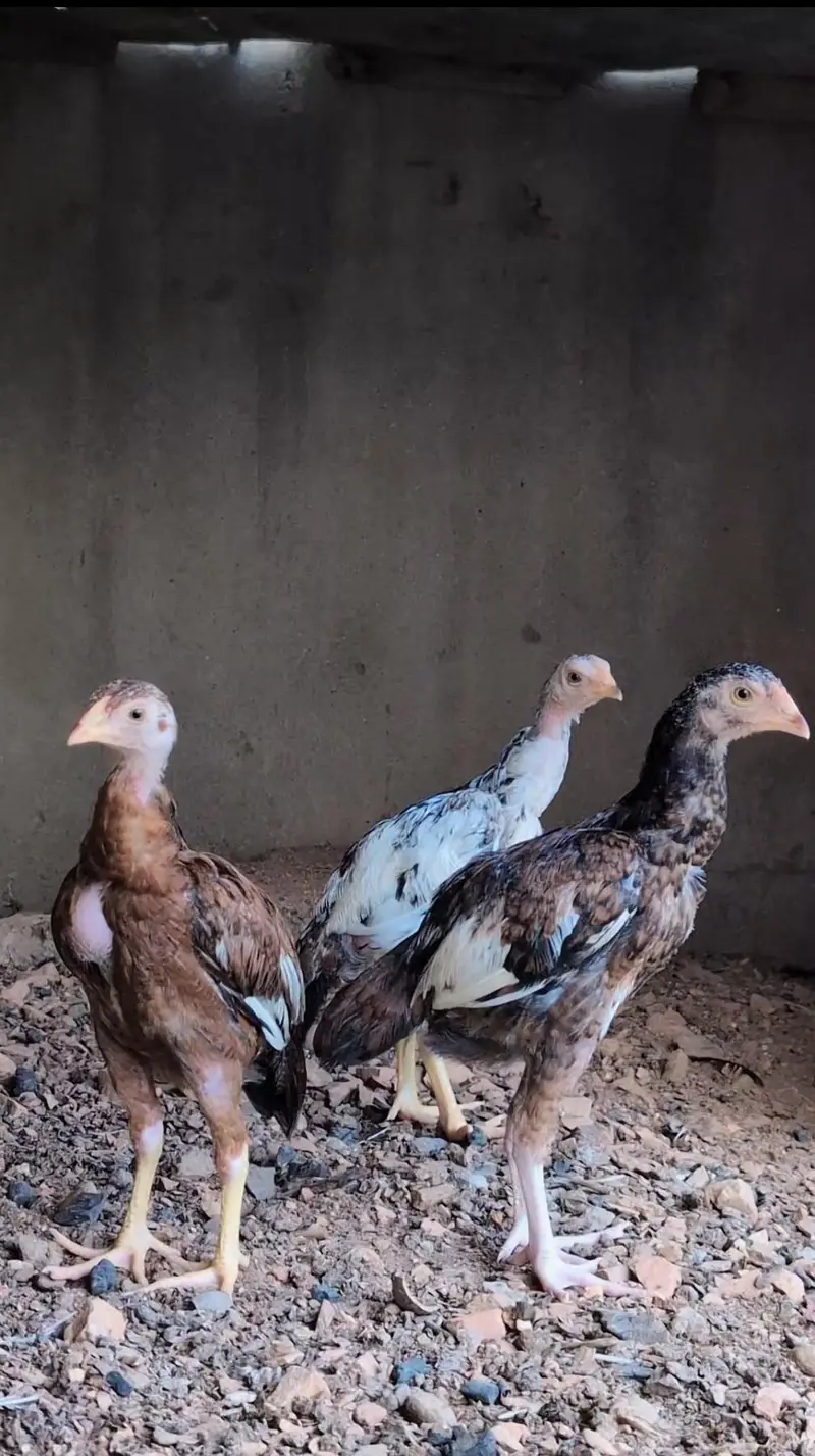 1 male and 2 female quality pathay available for sell wtp :3159640025 — photo 5