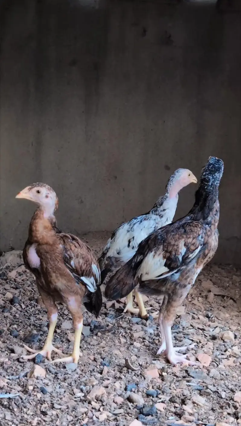 1 male and 2 female quality pathay available for sell wtp :3159640025 — photo 2