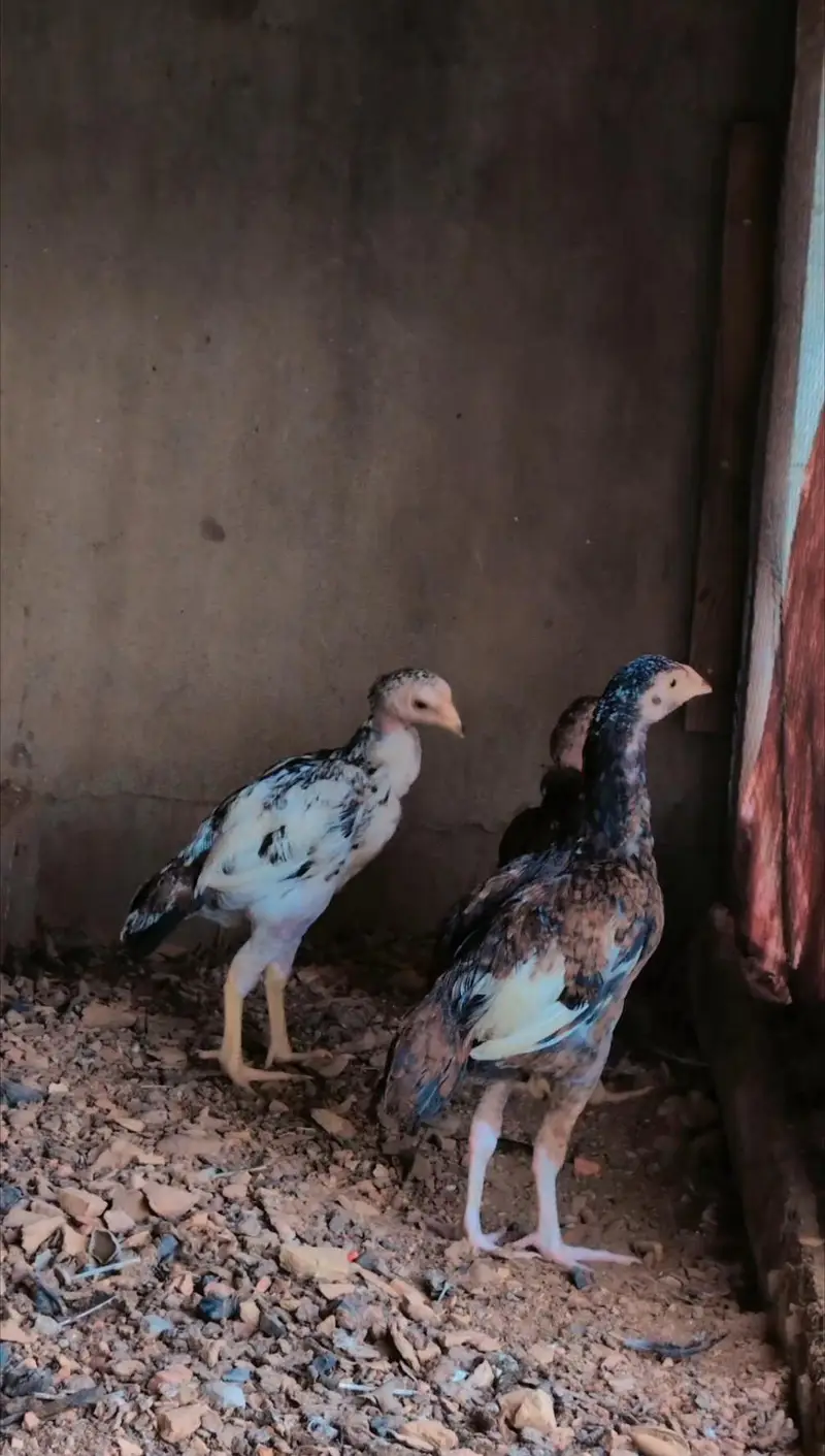 1 male and 2 female quality pathay available for sell wtp :3159640025 — photo 6