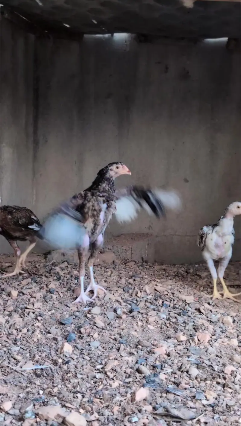 1 male and 2 female quality pathay available for sell wtp :3159640025 — photo 4