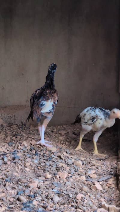 1 male and 2 female quality pathay available for sell wtp :3159640025