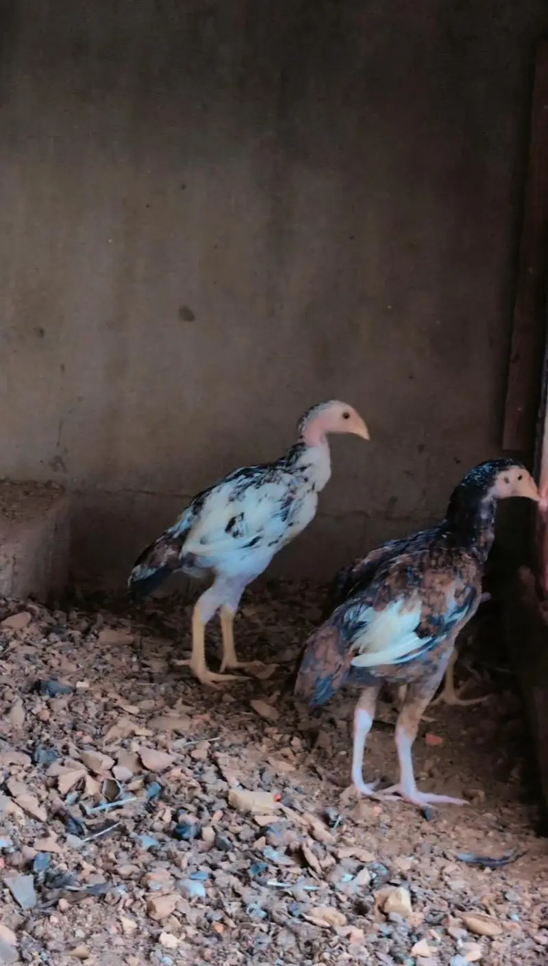 1 male and 2 female quality pathay available for sell wtp :3159640025 — photo 7