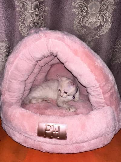 Semi long Persian Mix