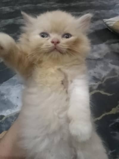 Persion kittenz
