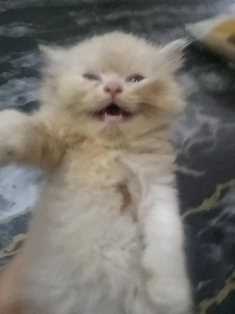 Persion kittenz — photo 2