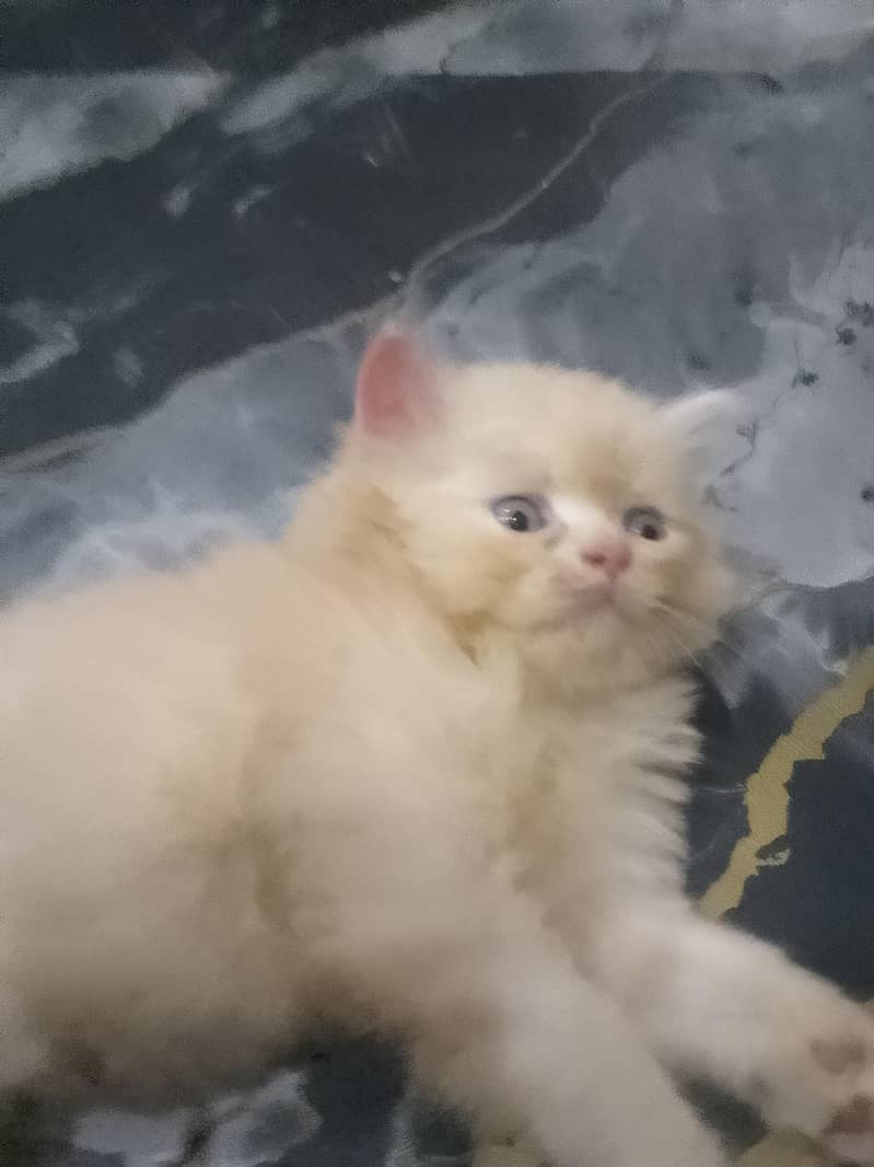 Persion kittenz 3