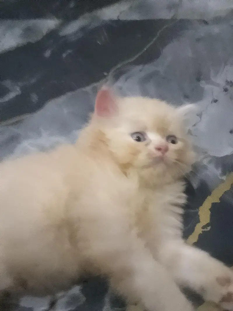 Persion kittenz — photo 3
