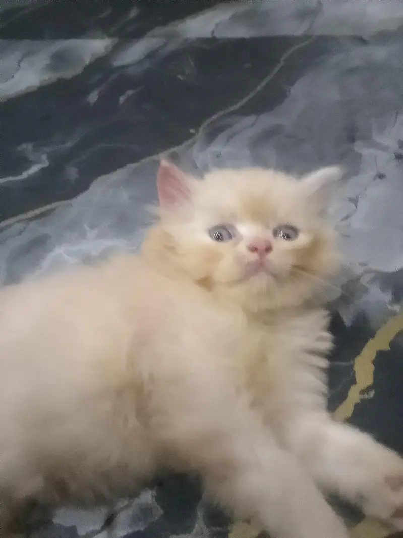 Persion kittenz — photo 4
