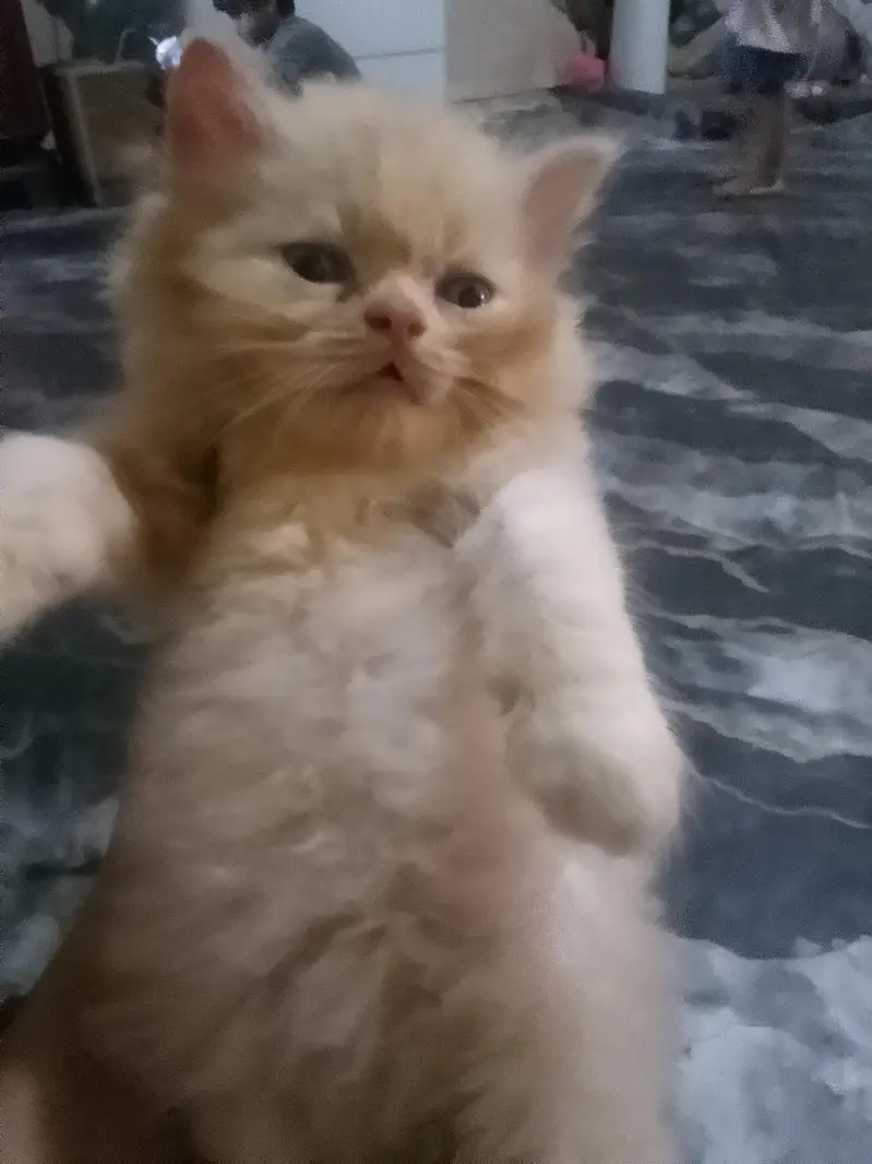 Persion kittenz — photo 5