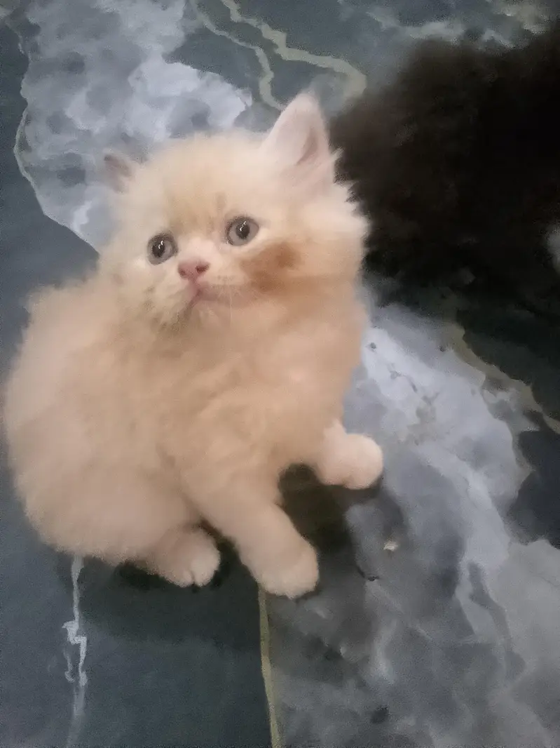 Persion kittenz — photo 6