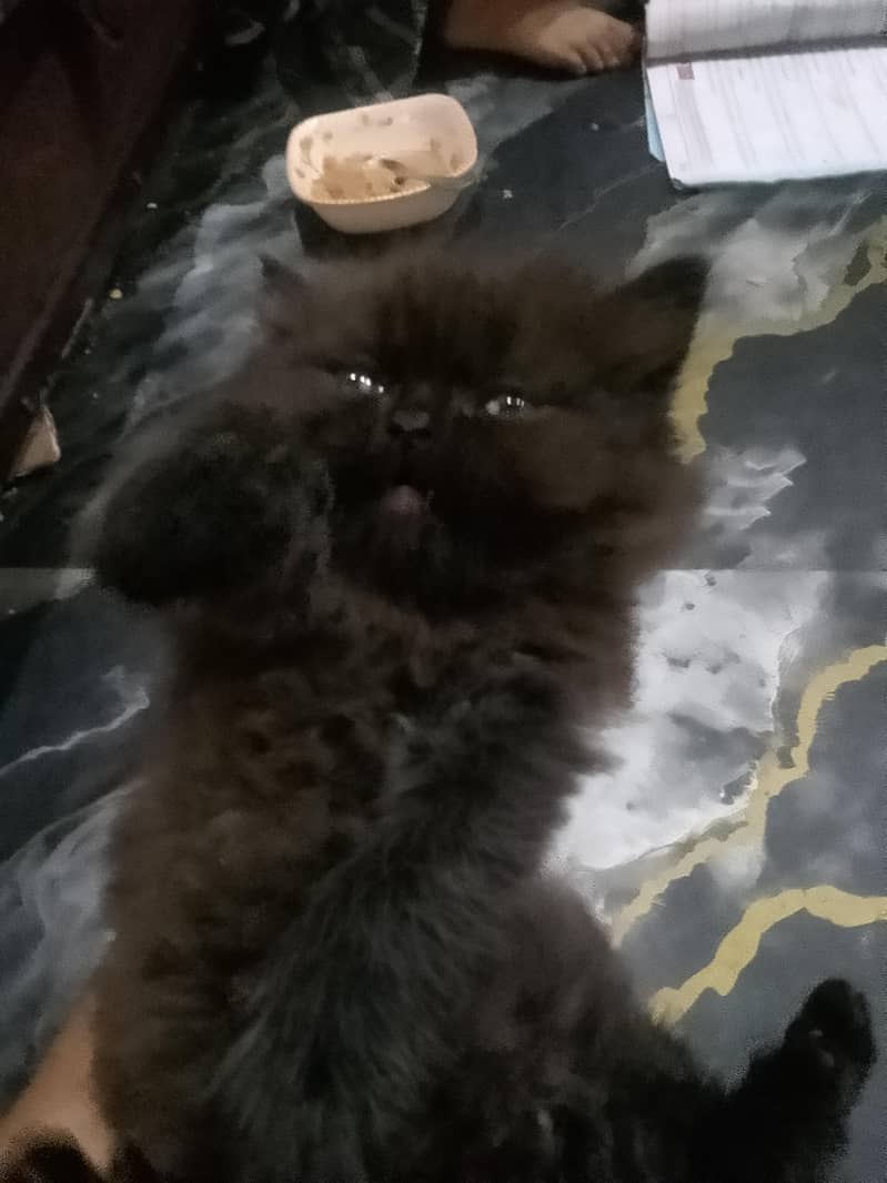Persion kittenz 4