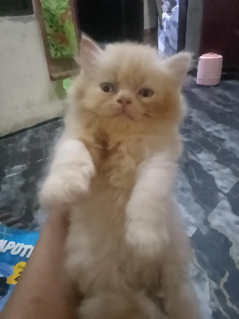 Persion kittenz — photo 9
