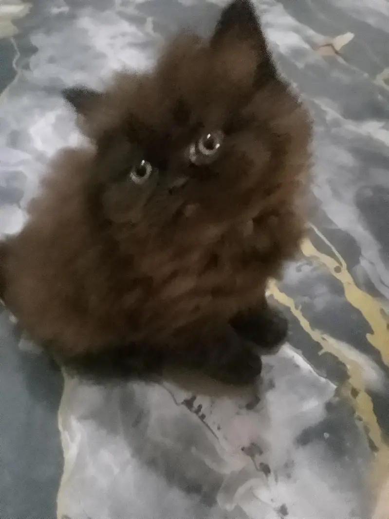 Persion kittenz — photo 10