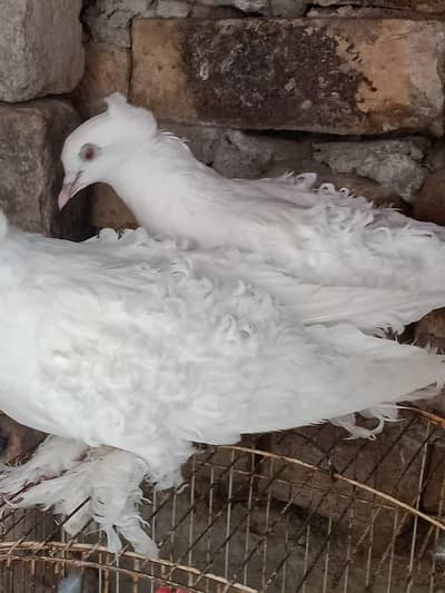 breeder pair