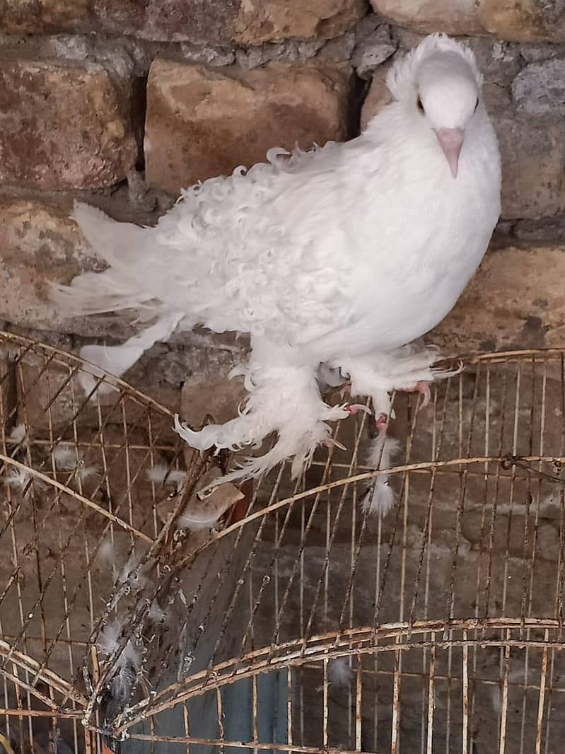 breeder pair 1