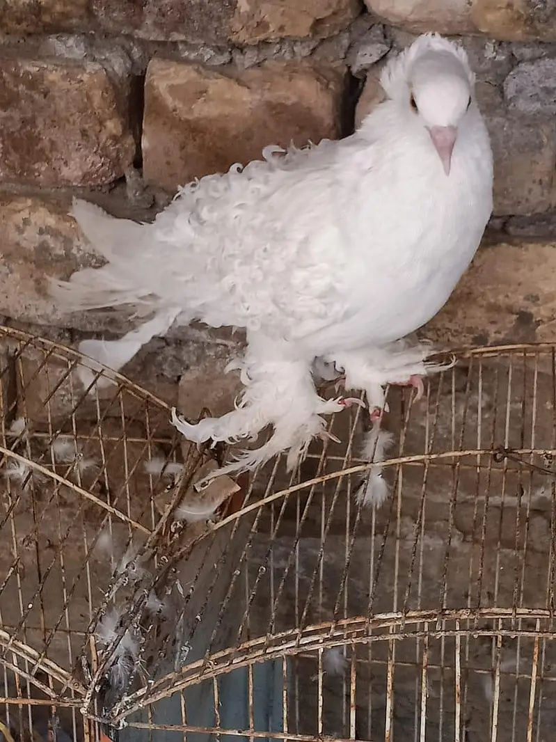 breeder pair — photo 2