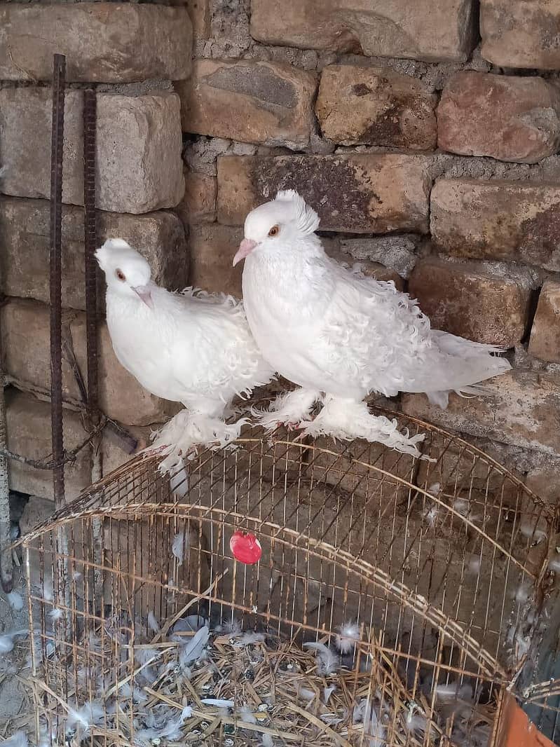 breeder pair 3