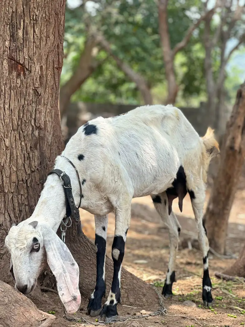 betal bakri pehlan path — photo 2