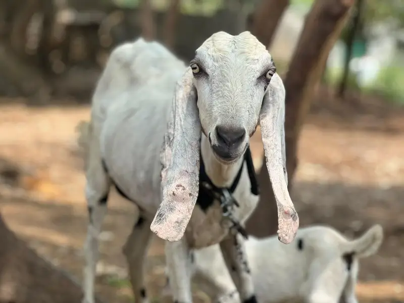 betal bakri pehlan path — photo 3
