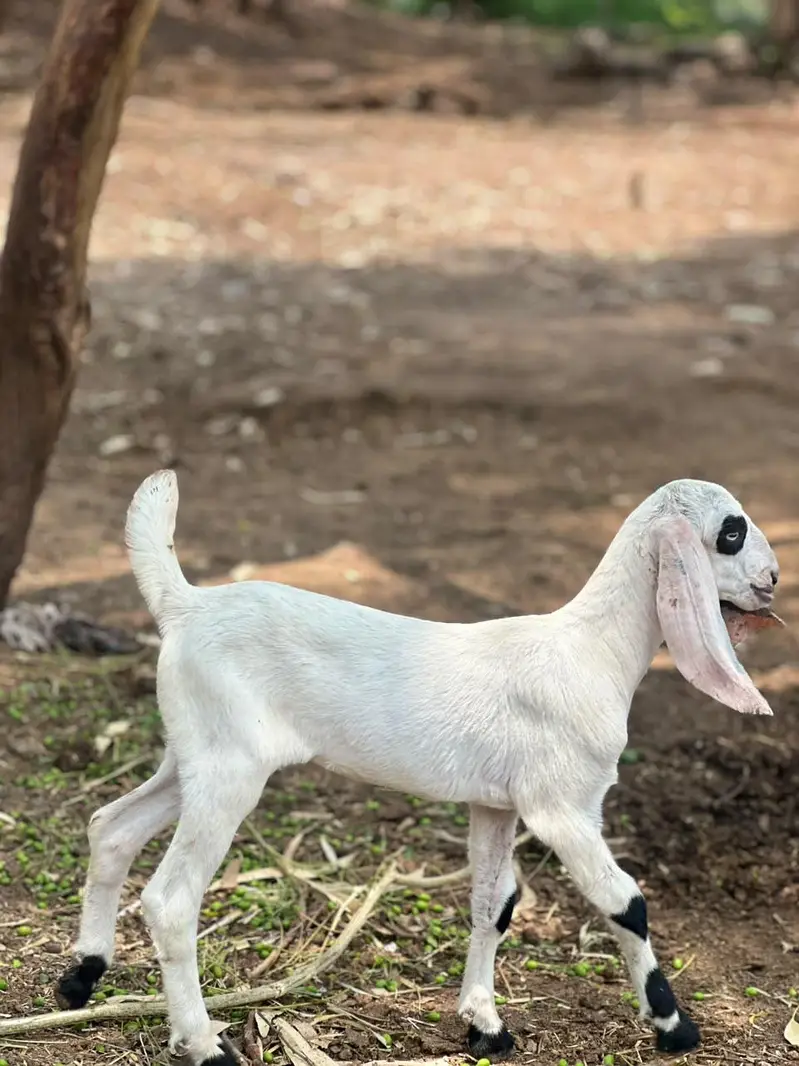 betal bakri pehlan path — photo 4