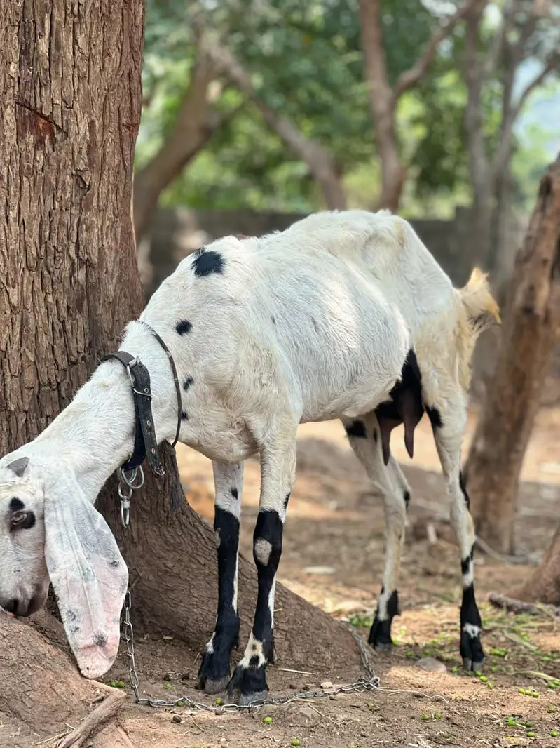 betal bakri pehlan path — photo 5