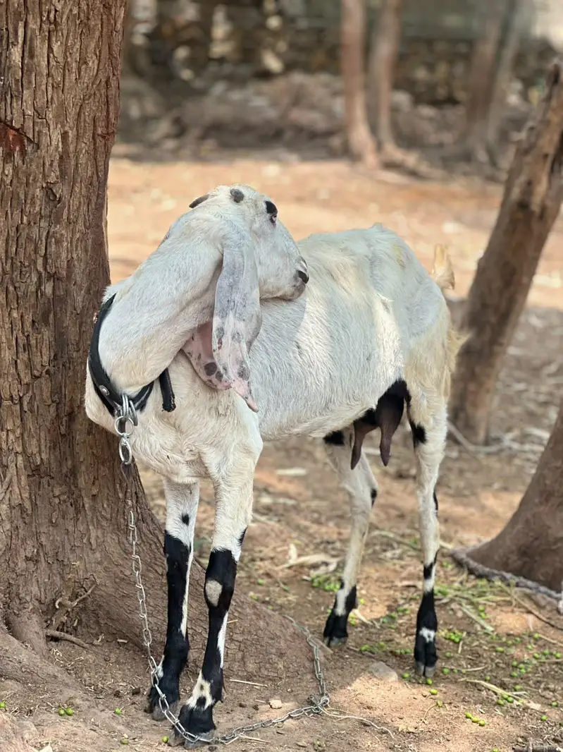 betal bakri pehlan path — photo 6