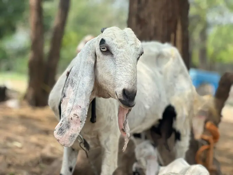 betal bakri pehlan path — photo 7
