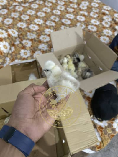 Silkie Import Quality Chicks available