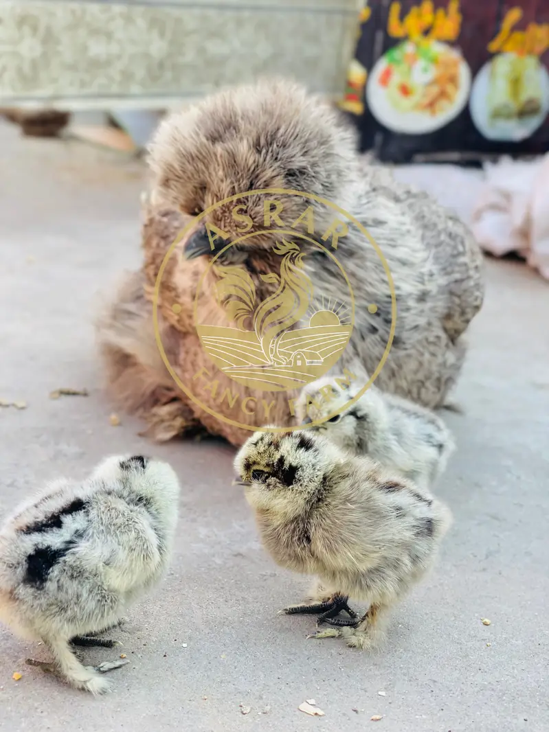Silkie Import Quality Chicks available — photo 2