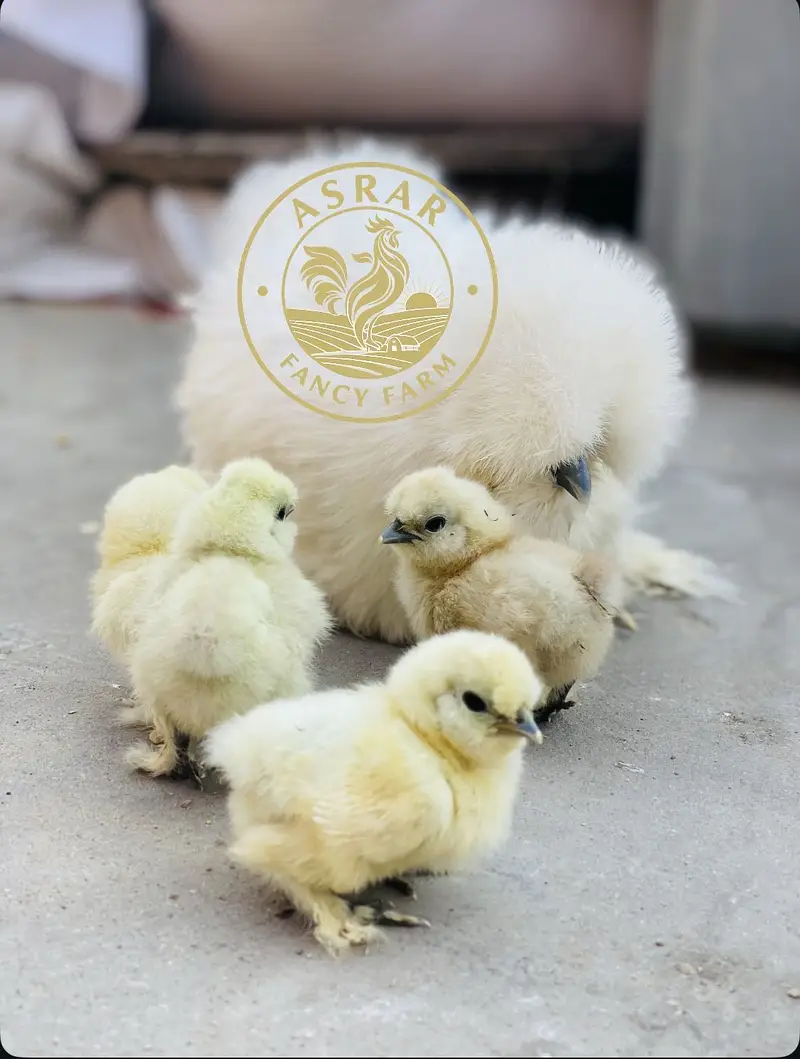 Silkie Import Quality Chicks available — photo 3