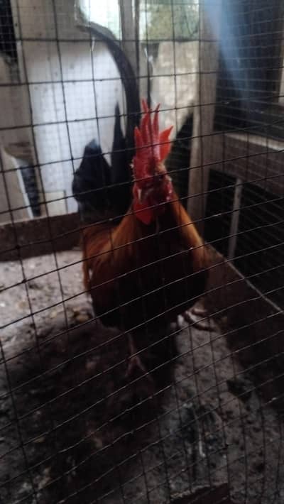 bantam serama