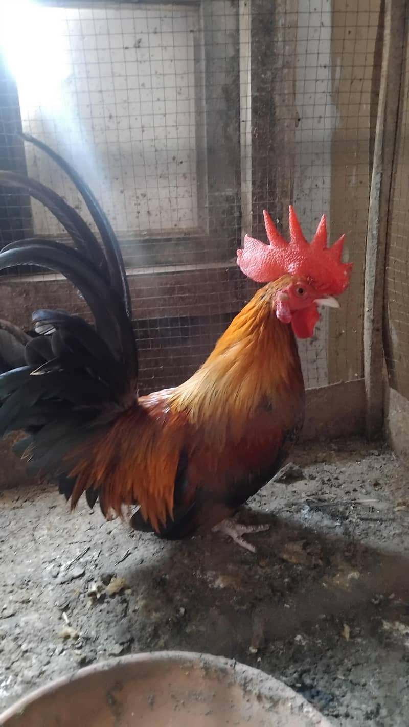 bantam serama 1