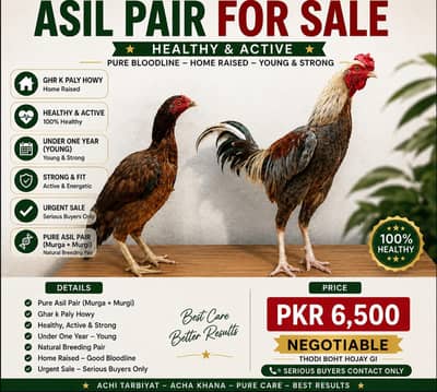 Pure Aseel Mainwali Pair ( Murga+ Murgi ) Young| Healthy