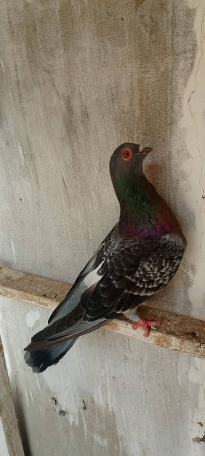 Female exchange with kabli ya gola male